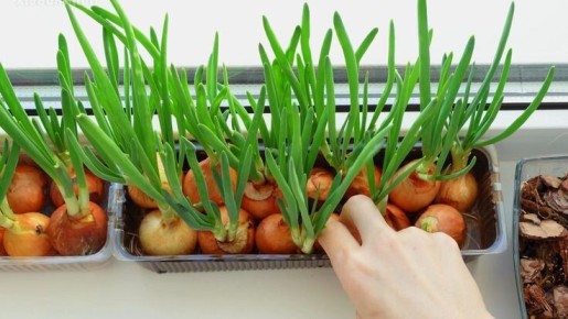 ������ ������ �����: ��� ��������� ������ ���� ���� �� ����������� ��� �����