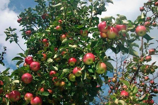 ����� ������ ������� ���������: ������ ���������� �� �����������