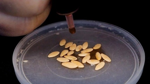 ����� ������ �� �������: ����������� ����� �������������