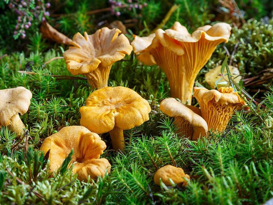 ��������� ������� �����: ������� ���������� �������� ��������� � �������