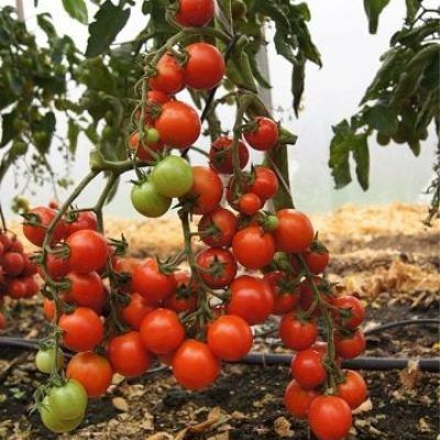 ����� ������: ������� ��������� ������� � �����������