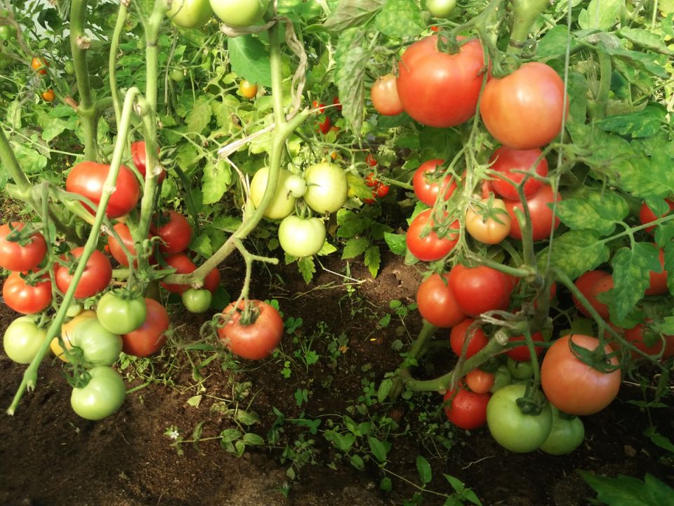 ��� �� ������� � ������� ������: ������ ��������