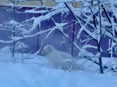 � ������-��� ������ �����: ���� ����������, �������� �������� 112