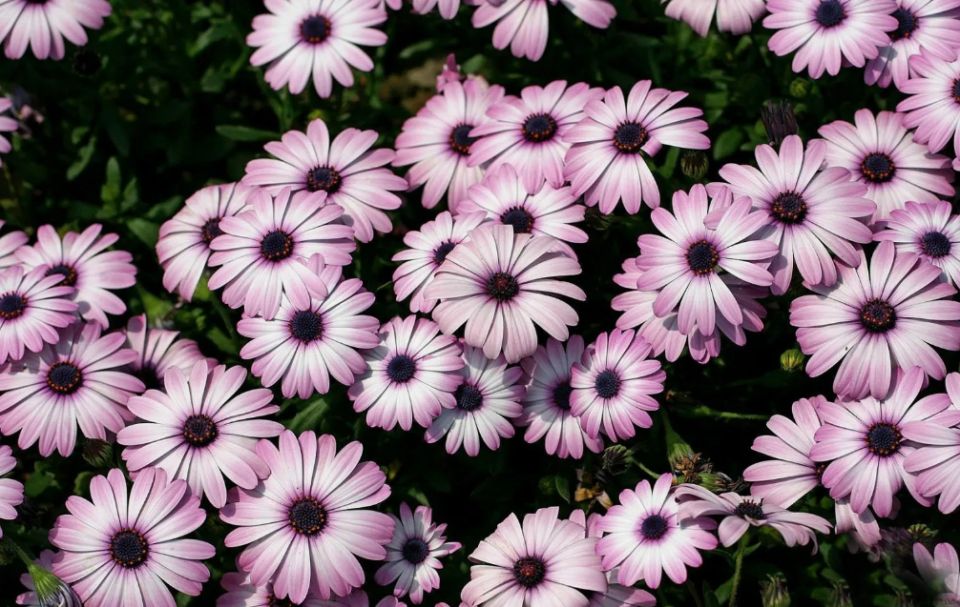 ������� �������: ���������� ��������������� ������������