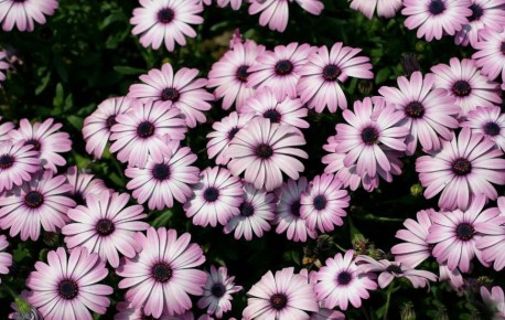 ������� �������: ���������� ��������������� ������������