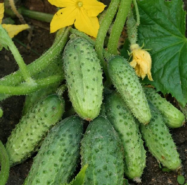 ������ ������� ������� ��� ������� ������: �������� � ����