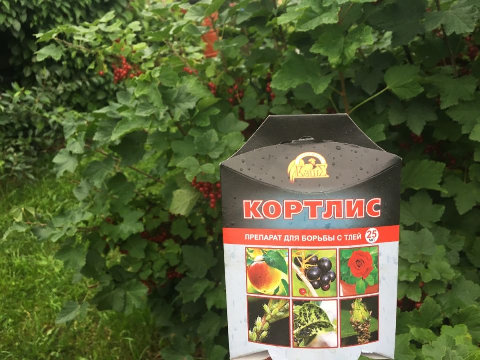 ��� ���������� ������� ���� ��������� �� �������� �������� ���