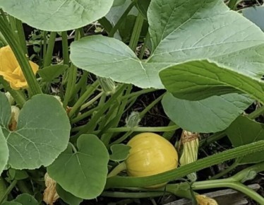 ��� ��������� ��������� ������ �����: ������ �� ������������ ��� ���������