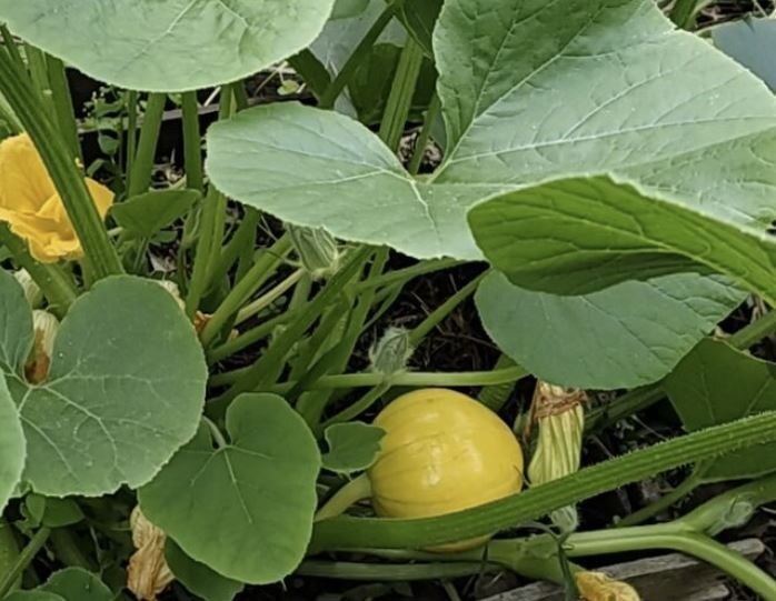 Как вырастить рекордный урожай тыквы: советы по нормированию для садоводов