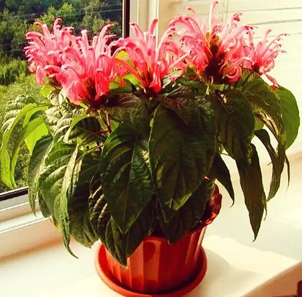 ��������: ����������� ��������� ��� ������ ����