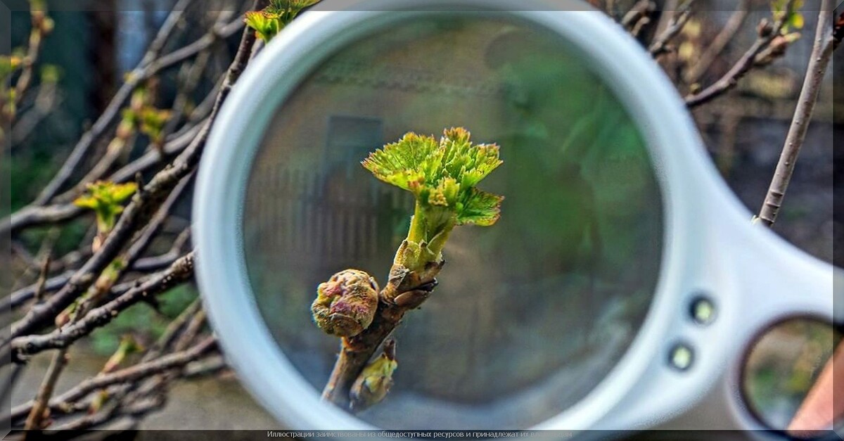 Как тёплая зима изменит ваши грядки