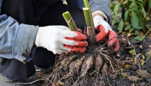 Как правильно выкопать и сохранить клубни георгинов: советы для садоводов
