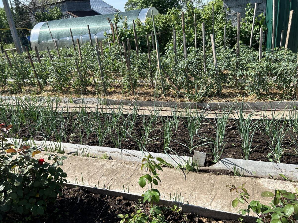 Натуральная защита для деревьев: весенний рецепт, который удивит результатами