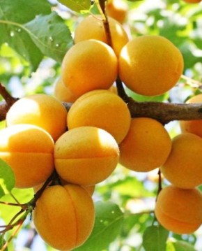 ��� ������� ��������� ���� ��������� ��� �������� �������