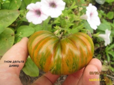 Томат Дельта Дивер: как этот сорт завоевал сердца огородников