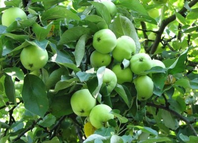 Как соседство с овощами влияет на урожай яблонь