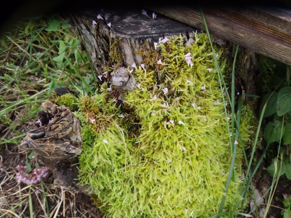 ��� �������� ���: ������ ��� ������ ���� � ����