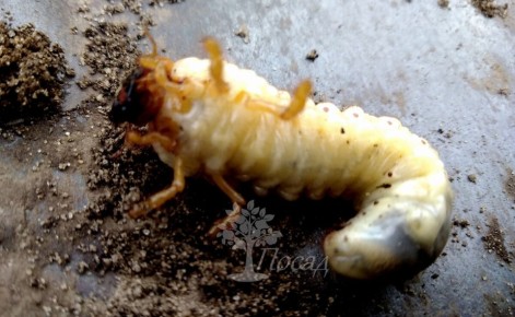 Почему стоит оставить личинок майского жука в компосте