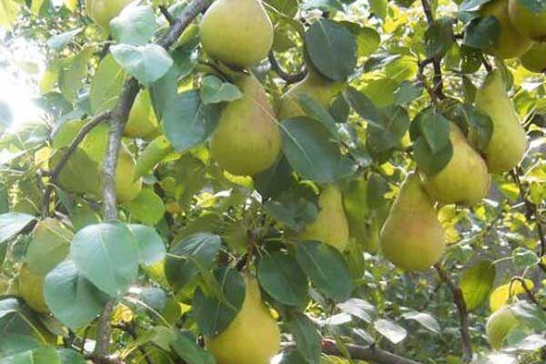 ����� ����� ��������: �����������, ������������ � ����������