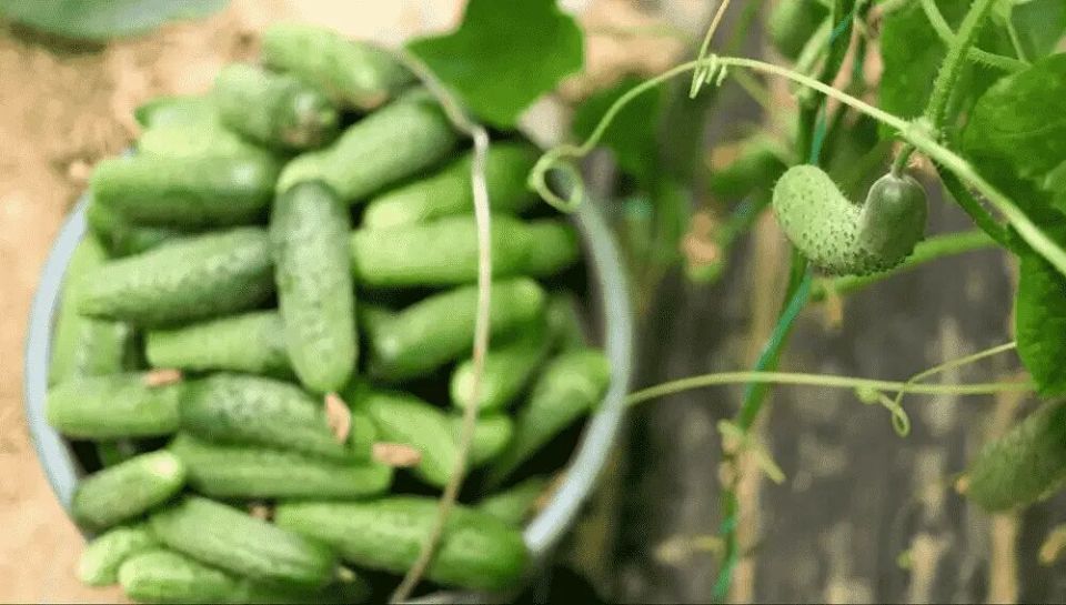 ��� ��������� ������ � �������: ������ � �������