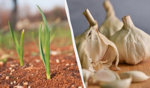 ��������� ��� ������� �������: ��� �������� ������������ ������