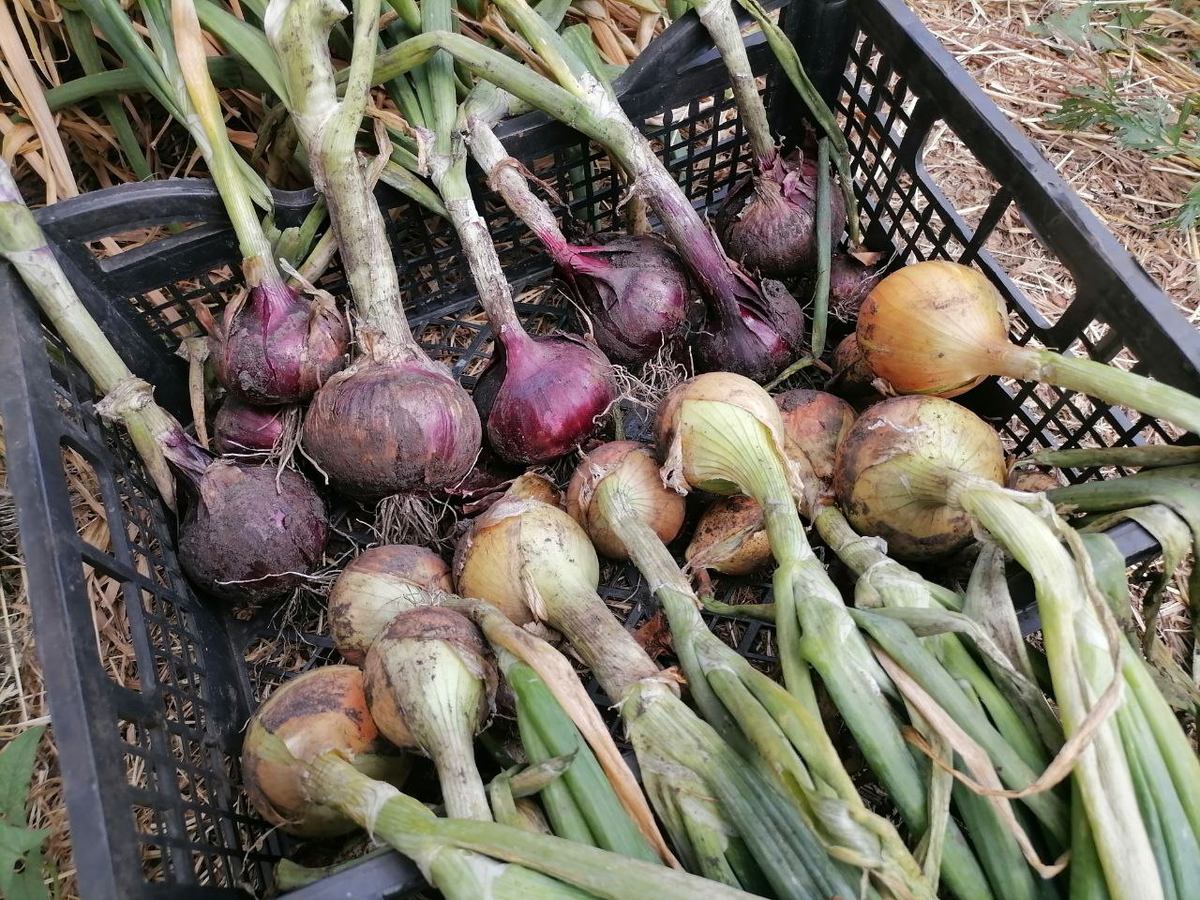 Выбор озимого лука: холодостойкие сорта для зимней посадки