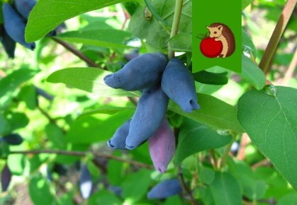 ��� ��������� ��������� � �������� � �������� �������: ����� �������� �����