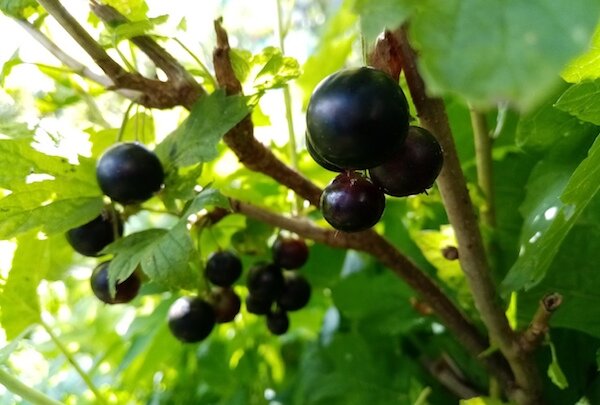 Как обрезать черную смородину для щедрого урожая в следующем году