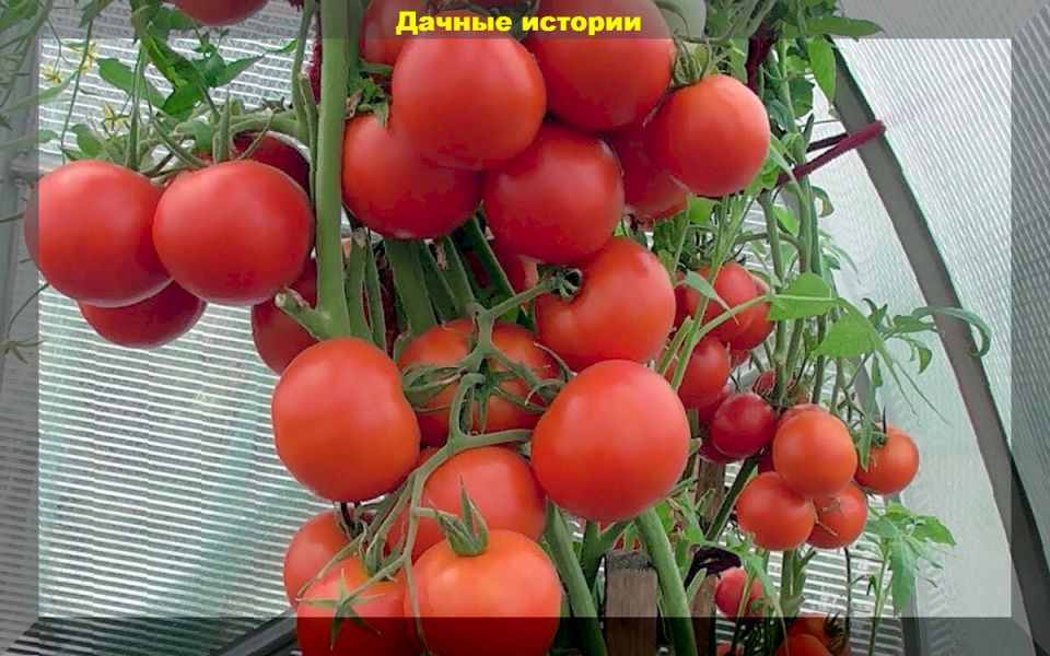 ������ ��� �������: ��� ������� ��������� ���� ��� ������ ����