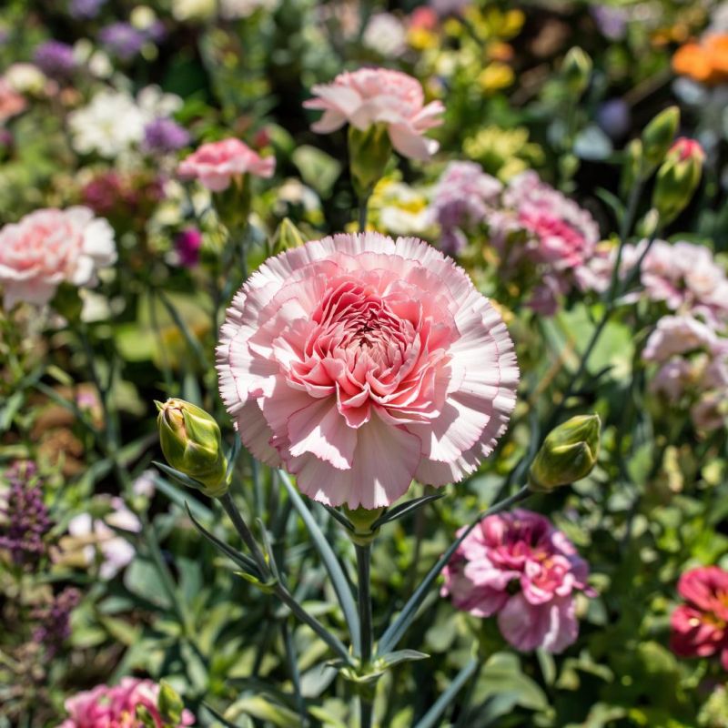 �������� ��� ������� ����: ��������� 5 ���������� ������