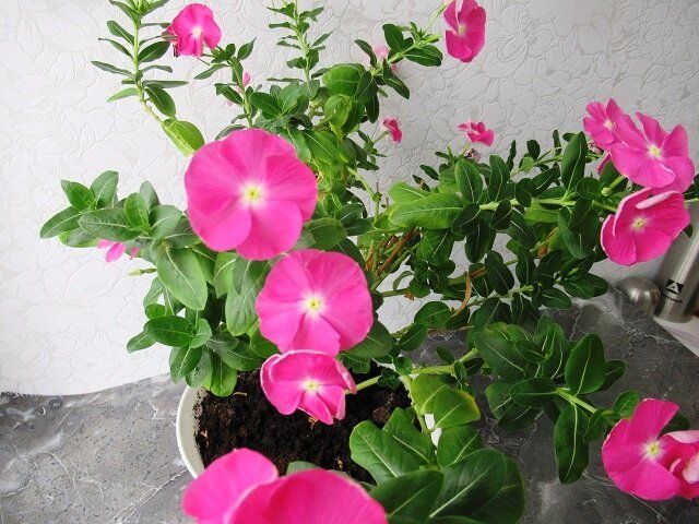 ������� �����������: ��� ��������� ���������� � ��������� �� ���� ������������ ���������