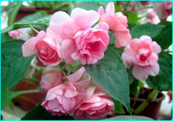 Бальзамин: ваш ключ к тропическому уюту в доме