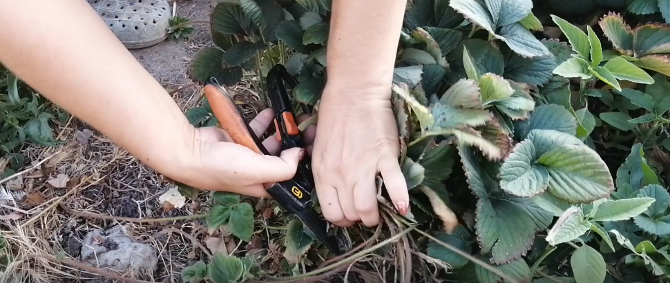 Куда нельзя сажать клубнику в конце августа и сентябре