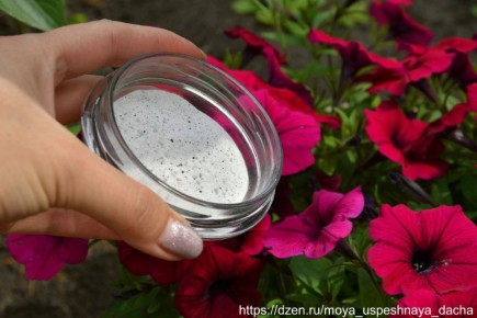 Секреты идеальной подкормки для петуний: как достичь буйного цветения