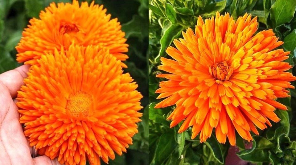 ����� �� ������: ����� ��� ������� � ���