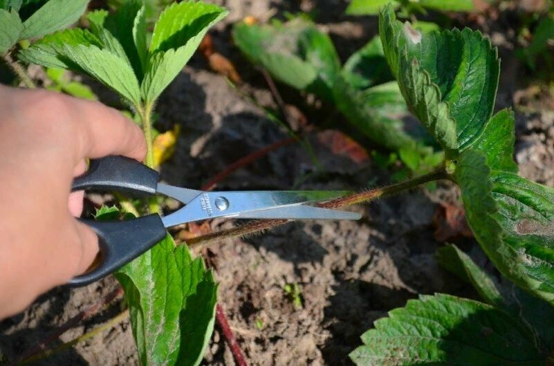 �������� ������ ������� �� ��������: ����� �� ��� ������ �� ����� ����� ������?