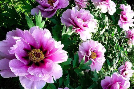 ��� ���������� ����������� � ����������� ����: �������� �������