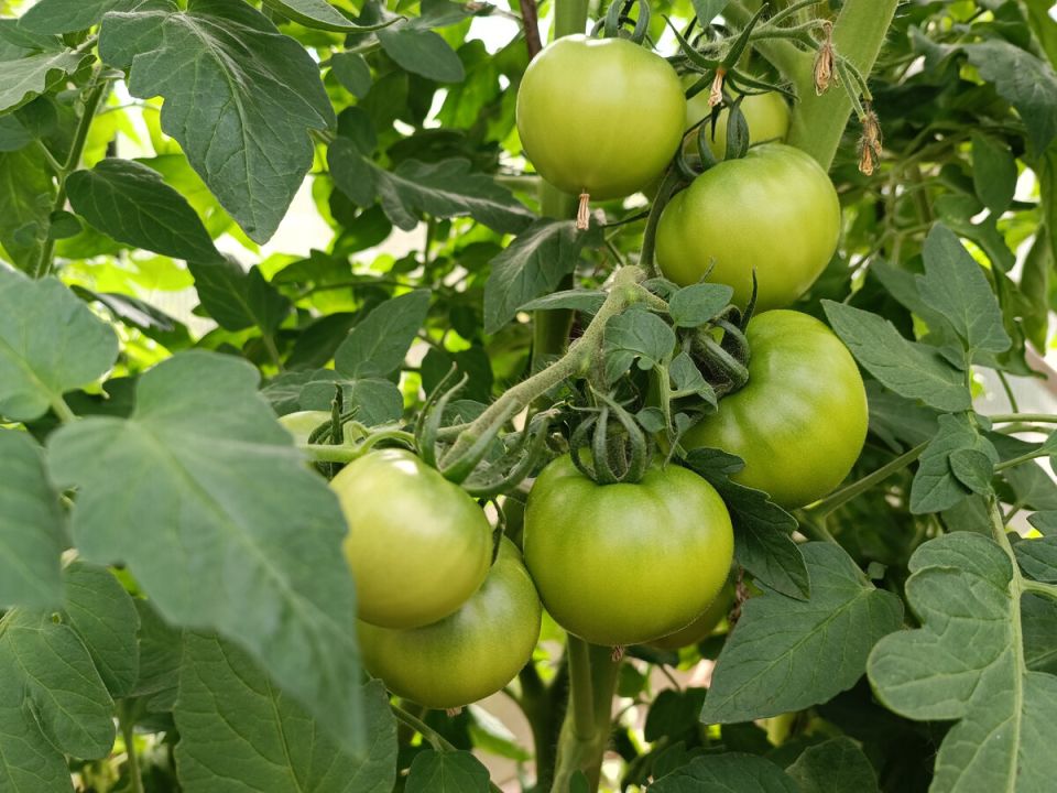 ����������� ������������ ��������� ��� ������ ���������� ���