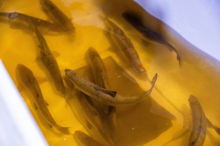 � ��� ������������ ������ �������� � ���� ����� 200 ����� ������ ���� �� ���