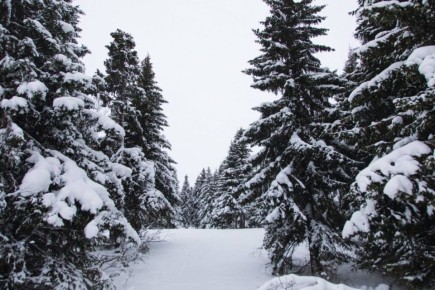 В Узбекистане и Таджикистане впервые напишут арктический диктант