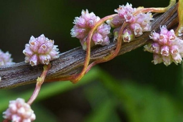 Повилика: новая угроза для садоводов в России