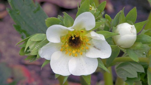 ������ ����� ��������: ������� � ������� ������� ��������