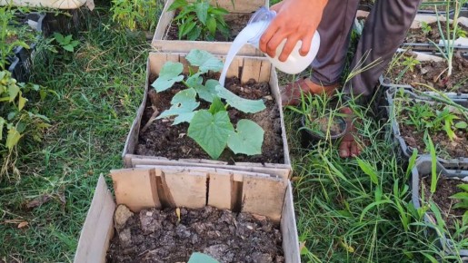 Как подкормка огурцов меняет игру в 2026 году