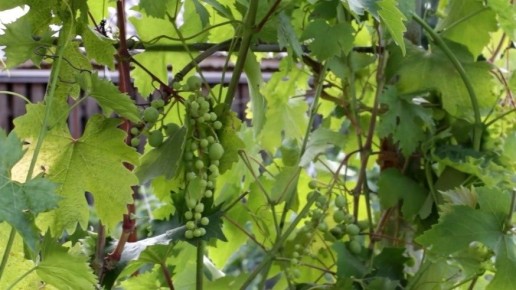 ��� �������� ������� ������� �������: ������� ���������� ������� ���������