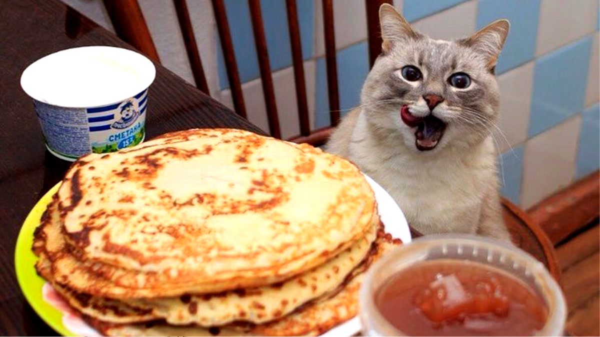 Коты и блины: забавное сочетание праздника Масленицы