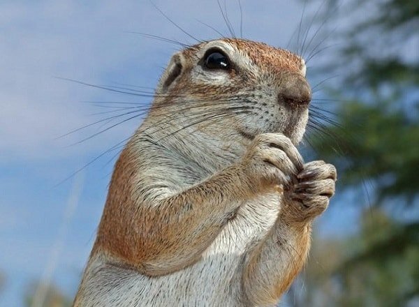 Как система «турбо-суслик» помогает справиться с житейскими трудностями