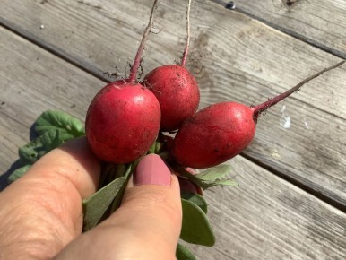 Как вырастить идеальный редис на совместной грядке с морковью