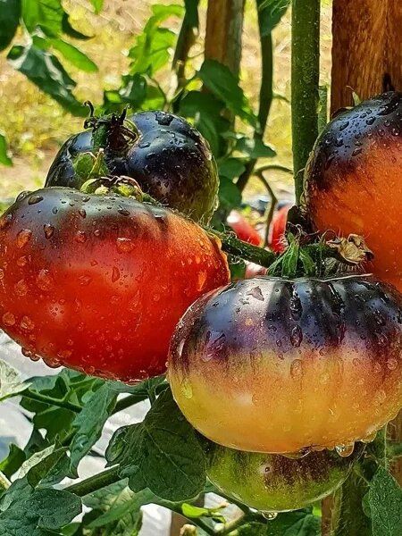 ��������� �������: �����, ������� �������� ��������� �������