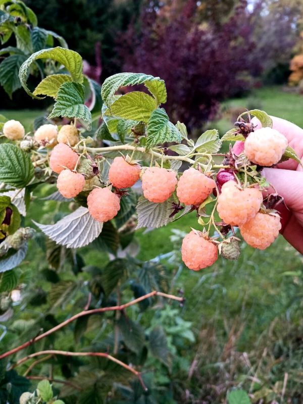 ��������: ��������� �������� ��� ������ ������