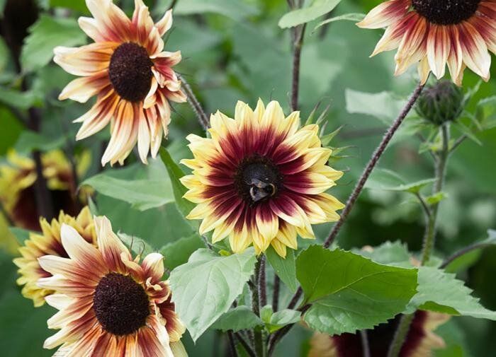 Как вырастить декоративный подсолнечник для вашего сада